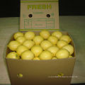 Calidad exportada de limón fresco chino /